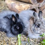 Spendenaktion für Hasen im Tierheim Kaiserslautern