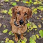 Spendenaktion für Hunde im Tierheim Kaiserslautern