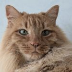 Spendenaktion für Katzen im Tierheim Kaiserslautern