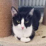 Spendenaktion für ältere Kastzen im Tierheim Kaiserslautern