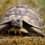 Spendenaktion für das Tierheim Kaiserslautern