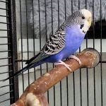 Spendenaktion für Vögel im Tierheim Kaiserslautern